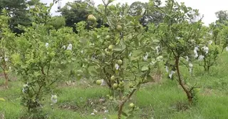 ফেনীতে বাড়ছে পেয়ারার বাণিজ্যিক আবাদ